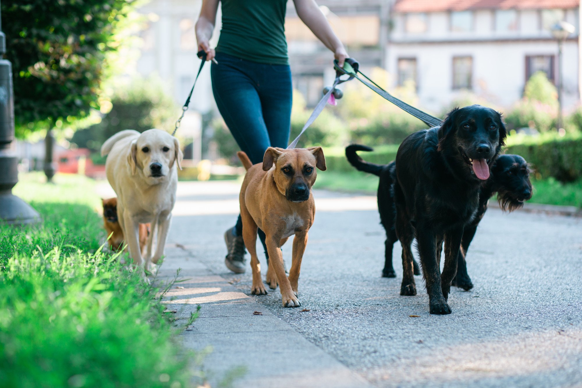 Pets in a Community: Do Dog Breeds Matter in Nashville, Tennessee?